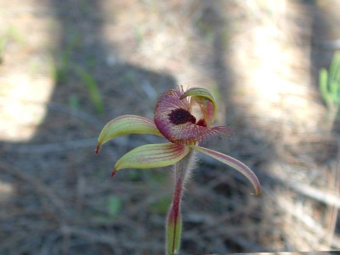 Caladenia - orchidaceae_dancing_spider3.jpg